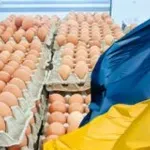 Z Ukrajiny dorazila šarže vajec plná larev a plísní, koupit jste si je mohli i v Lidlu?!