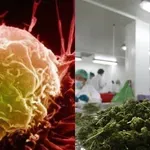 Německá studie: Marihuana posiluje imunitní systém a zabíjí rakovinné buňky