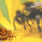 Příroda ví víc, než si myslíte: Až si přečtete, co dokáže propolis, už nikdy nesáhnete po antibiotikách!