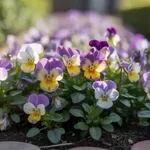 Ehető virágok, amik magról is könnyen termeszthetők – biztos sikerrel