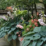 Árnyékban semmi sem nő? Ez a 7 növény bebizonyítja, hogy ez nem igaz