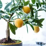 Így tudsz könnyen korlátlan mennyiségű citromot termeszteni a lakásodban