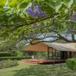 Gyorsan növő fa, ami hűti a teraszt – és nem takarja el a kilátást: ezért ajánlják most a szakértők