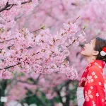 Berobbant a cseresznyefavirágzás Japánban – mutatjuk, itthon hol gyönyörködhetsz benne