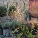 Egy mozdulat, ami megmenti a növényeidet a fagytól – a kertészek rejtett praktikája