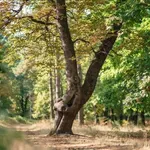 Ferdén áll a fa a kertedben? Ezekből a jelekből láthatod, hogy valóban kidőlhet-e