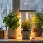 Ne hagyd, hogy a tél tönkretegye a fűszernövényeidet – így gondozd őket