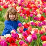 Szedd magad a tulipánokat - ezeken a helyeken nyílnak a legszebb tulipánmezők az országban