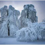 Ne rázd meg! Így távolíthatod el biztonságosan a havat a fákról