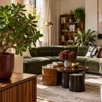 A feng shui szerint pénzt hoz ez a növény – ezt az 5 dolgot tedd meg vele szeptemberben, hogy életben maradjon