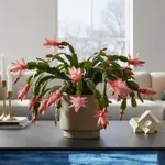 Januárban is virágzik a karácsonyi kaktusz – ha ezt most megteszed érte