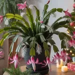 Ha a karácsonyi kaktusz léggyökereket hoz, azonnal cselekedj