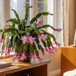 A karácsonyi kaktusz gyönyörű virágzásának titka