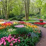 Hamarosan nyílik a világ legszebb tavaszi kertje, hétmillió tulipán vár a holland parkban