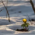 Virágok a fagyban: 6 gyönyörű növény, ami életet visz a téli kertbe