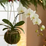 Az idei karácsony legkülönlegesebb élő dekorja – amibe minden vendég beleszeret