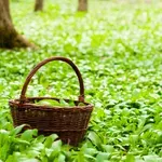 Indul a medvehagyma-vadászat: itt találod a legjobb lelőhelyeket az országban