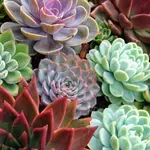 Hasznosak és gyönyörűek: 7 talajtakaró növény, amely távol tartja a gyomokat