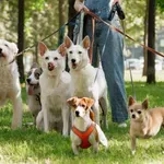 Heti programajánló március 11-18.: mácius 15-i ünnepségek, állati hétvége és édes fimomságok várnak