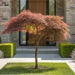 Szinte mindenki rossz növényeket ültet – pedig ez az 5 növeli az ingatlan értékét