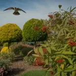 Szép, de halálos – ez a népszerű növény veszélyt jelent a madarakra, a szakértők szerint ezt ültesd helyette