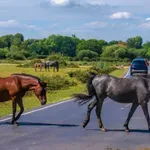 Vadon élő állatok nyomában: egy magyar helyszín is felkerült Európa legjobbjai közé