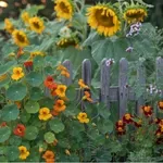 Ha most ültetsz, nyárra virágba borul a kerted – ezek nőnek a leggyorsabban