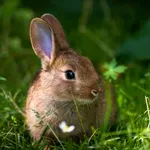 Itt a nyuszi, hol a nyuszi – fejtörő, ami aztán tényleg próbára teszi a látásod