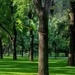 Hihetetlenül szemfüles vagy, ha 13 másodperc alatt kiszúrod a baglyot