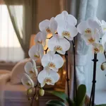 Ezért nem virágzik az orchideád – és a megoldás egyszerűbb, mint hinnéd