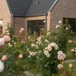 Most kell elültetni a rózsát? A kertészek elárulták a legjobb időpontot