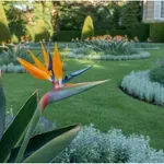 Mintha élő madarak lennének – ezekért a virágokért rajonganak most a kerttervezők