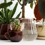 Jó ötlet szénsavas vízzel locsolni a növényeket? Meglepő előnyei lehetnek, de sok minden múlik a buboréktól