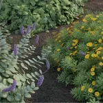 5 év múlva megbánhatod, hogy elültetted – ezek a talajtakarók tönkretehetik a kerted