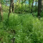 Tele vannak most a hazai erdők ezzel a csodanövénnyel: fűszerként és gyógyhatása miatt is keresett