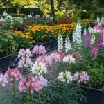 6 virág, amit a kertészek szerint ne ültess a kertbe – pedig nagyon népszerűek