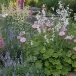 Ezek a virágok nem fogják kinőni a kerted – a kis kertek titka