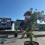 Mediteran u srcu Tuzle: Trg slobode ukrašen palmama i oleanderima