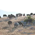 Večeras u Tuzli projekcija dokumentarca „Livanjski divlji konji – između slobode i nebrige” (VIDEO)