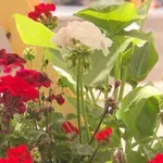 Na Trgu slobode u Tuzli cvjeta proljeće (VIDEO)