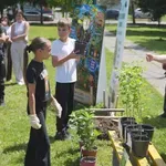 Svjetski dan okoliša u OŠ „Solina“: Zasađena prva aleja ginko bilobe u BiH (VIDEO)