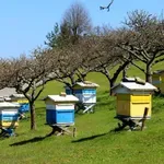 ΔΥΠΑ: Νέο πρόγραμμα κατάρτισης ανέργων στη μελισσοκομία