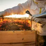 Beezzify.eu – nikad lakše do domaćeg meda i provjerenog pčelara