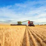 Podravka Agri uspješno završila žetvu ječma i pšenice