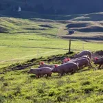 HPK upozorava: Svinjogojstvo je pred konačnim slomom
