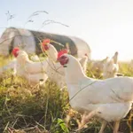 AI boom je stvorio novu generaciju mladih filantropa, a najveći dobitnici mogle bi biti kokoši i krave