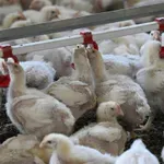 Danska želi zabraniti “turbo piliće”: Dosegnu dva kilograma za samo 33 dana