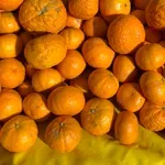 Sezona mandarina u punom jeku, u Fortenovi planiraju zapakirati 10.000 tona