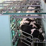 Mliječna bh. industrija pod pritiskom: Uvoz dosegao 45,3 miliona kilograma