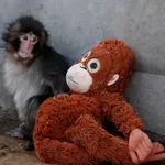 Na suzama mladunčeta: Preprodavači iskoristili viralnog majmuna, cijena igračke skočila više od 10 puta